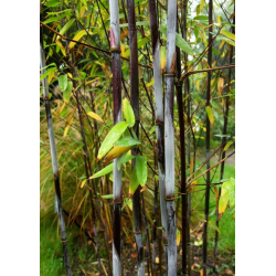 Fargesia demissa gerry